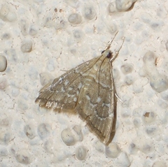 Glaphyriinae