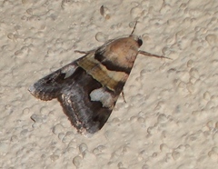 Drasteria pallescens