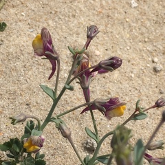 Linaria pedunculata