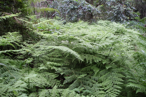 Image of Hypolepis sparsisora by no rights reserved