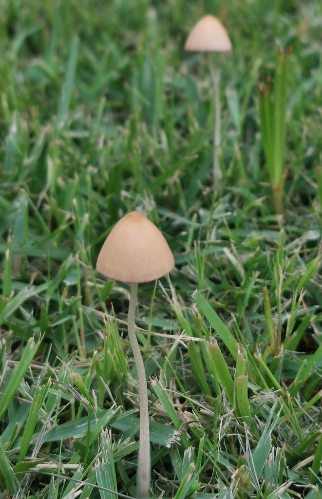 Conocybe apala · December 2023 · photo: © juliocastellain (iNaturalist, cc-by-sa)