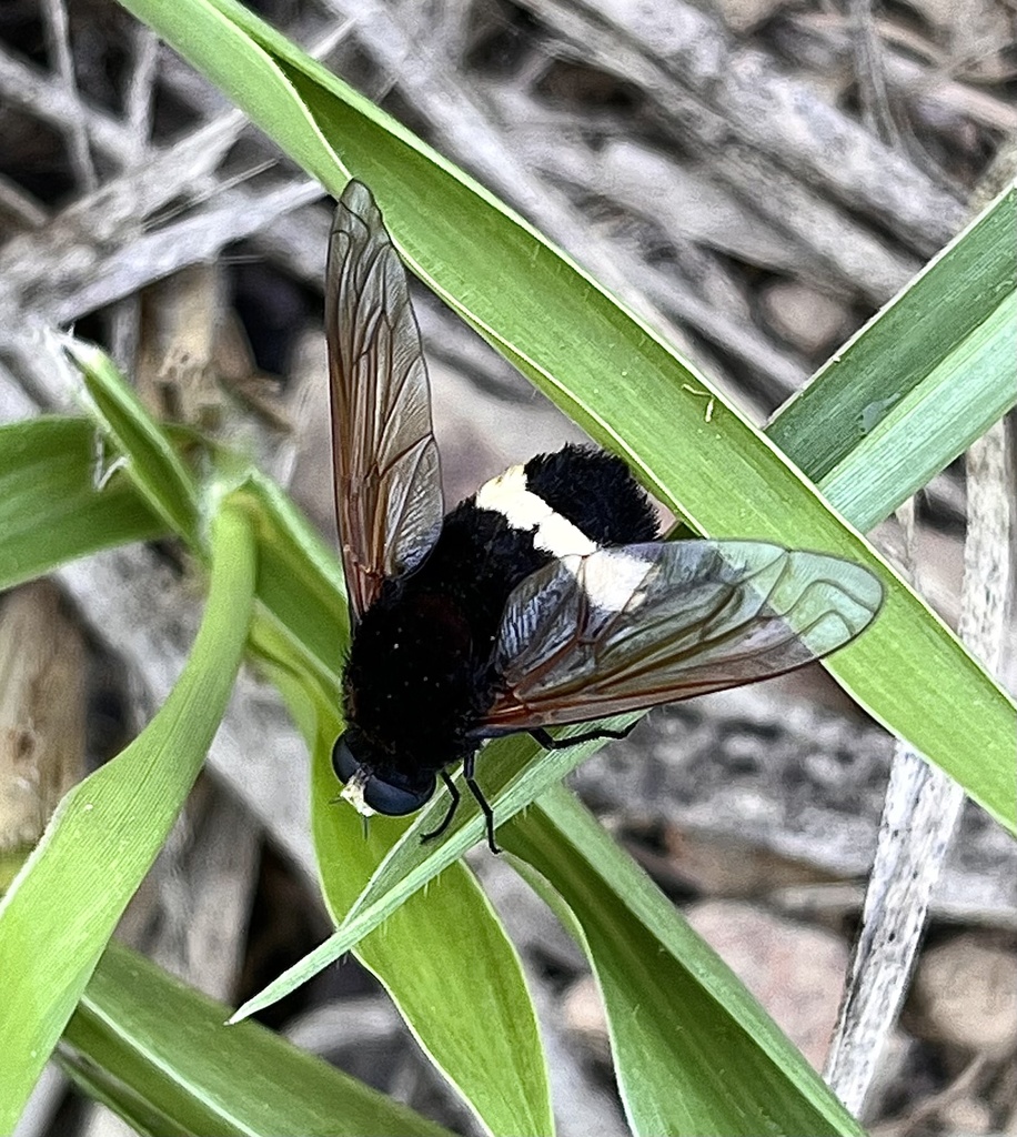 Bryodemina enigmatica