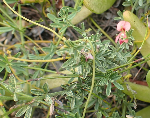 Image of Indigofera priorii by (c) Nicola van Berkel, some rights reserved (CC BY-SA)