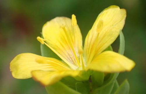 African flax (Linum aethiopicum)