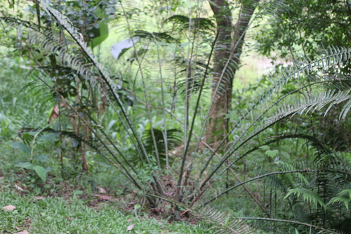 Encephalartos villosus