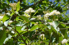 Cornus foemina
