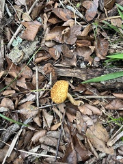 Media resource of Gymnopilus fulvosquamulosus