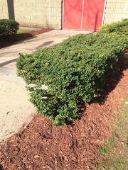 Buxus sempervirens