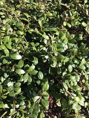 Buxus sempervirens