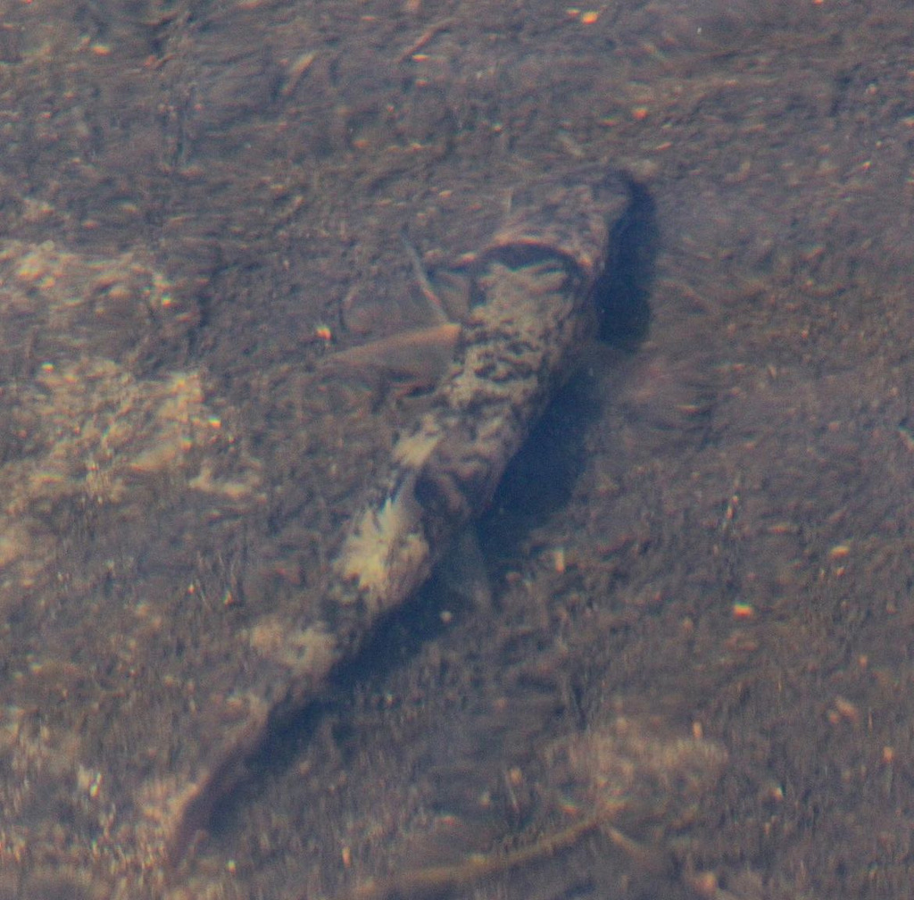 Minnows, Suckers, Carps, and Loaches from Fort Ripley, MN, US on April ...