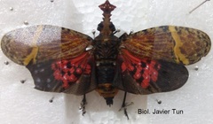 Phrictus tripartitus