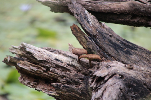 Bluegum Woodcap (Lentinus stuppeus)