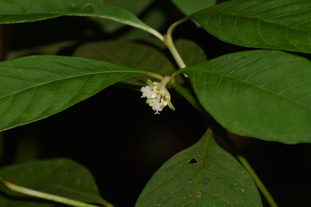 Hoffmannsegg's wild coffee