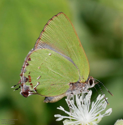 Clench's Greenstreak