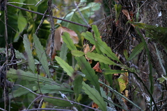 Epiphyllum phyllanthus