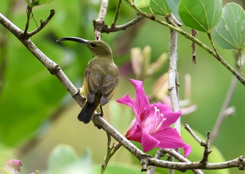 Thick-billed Spiderhunter (Arachnothera crassirostris), photo 3