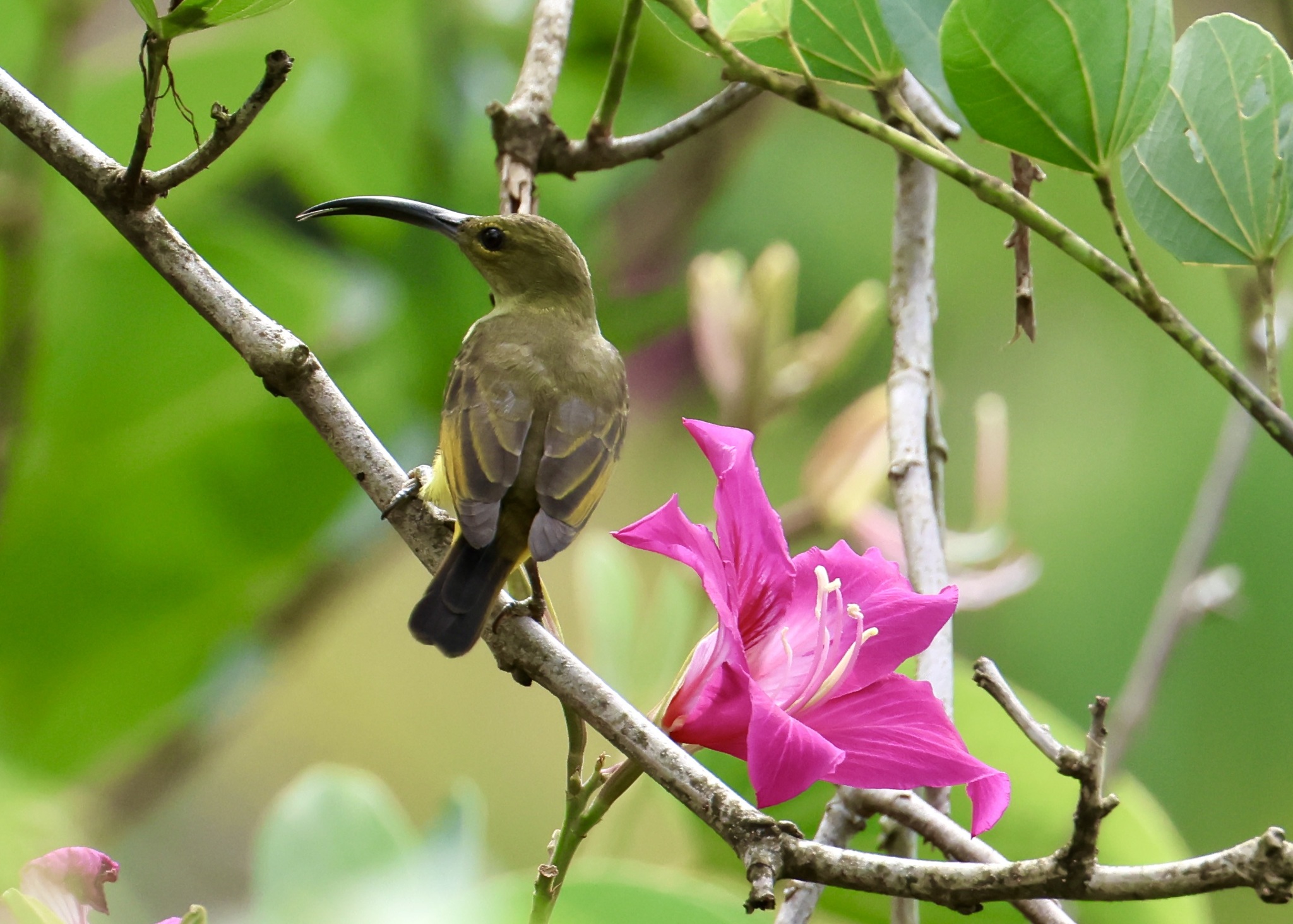 Thick-billed Spiderhunter (Arachnothera crassirostris), photo 3
