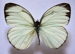 Itaballia demophile centralis