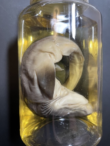 Foto de Tiburón Griset Narizagudo (Heptranchias perlo)