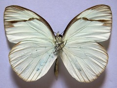 Itaballia demophile centralis