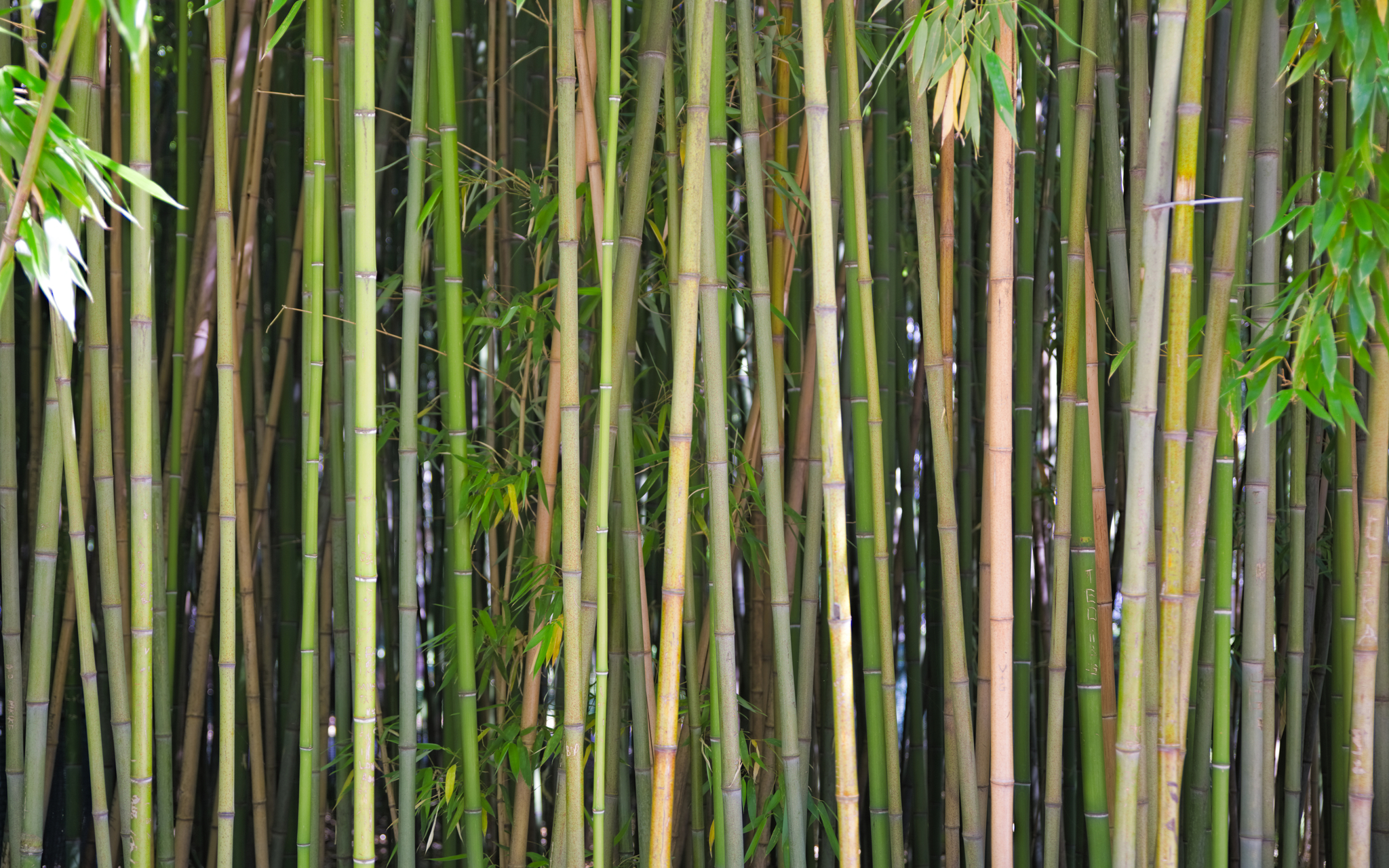 Phyllostachys viridiglaucescens