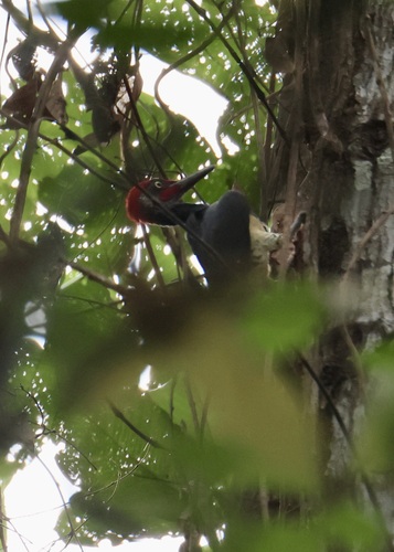 white-bellied woodpecker (Dryocopus javensis)