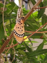 Acraea terpsicore