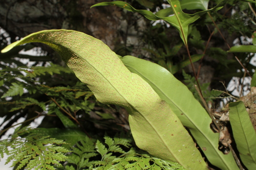 Image of Climbing bird's nest fern by (c) Julien Renoult, some rights reserved (CC BY)