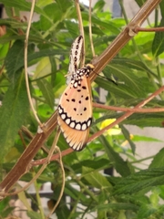 Acraea terpsicore