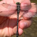 Arrow Clubtail - Photo (c) ColinDJones, some rights reserved (CC BY-NC), uploaded by ColinDJones