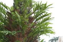 Drynaria laurentii, photograph (c) Julien Renoult, some rights reserved (CC BY)