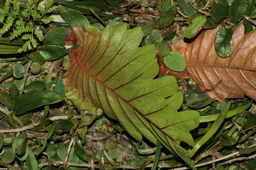 Drynaria laurentii, photograph 2