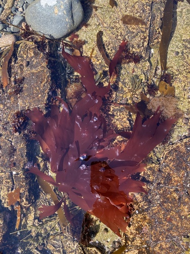 Dulse
