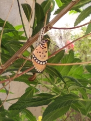 Acraea terpsicore