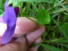 Viola adunca adunca