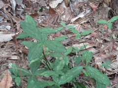 Trillium gracile