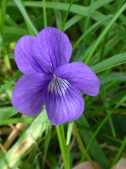 Viola adunca adunca