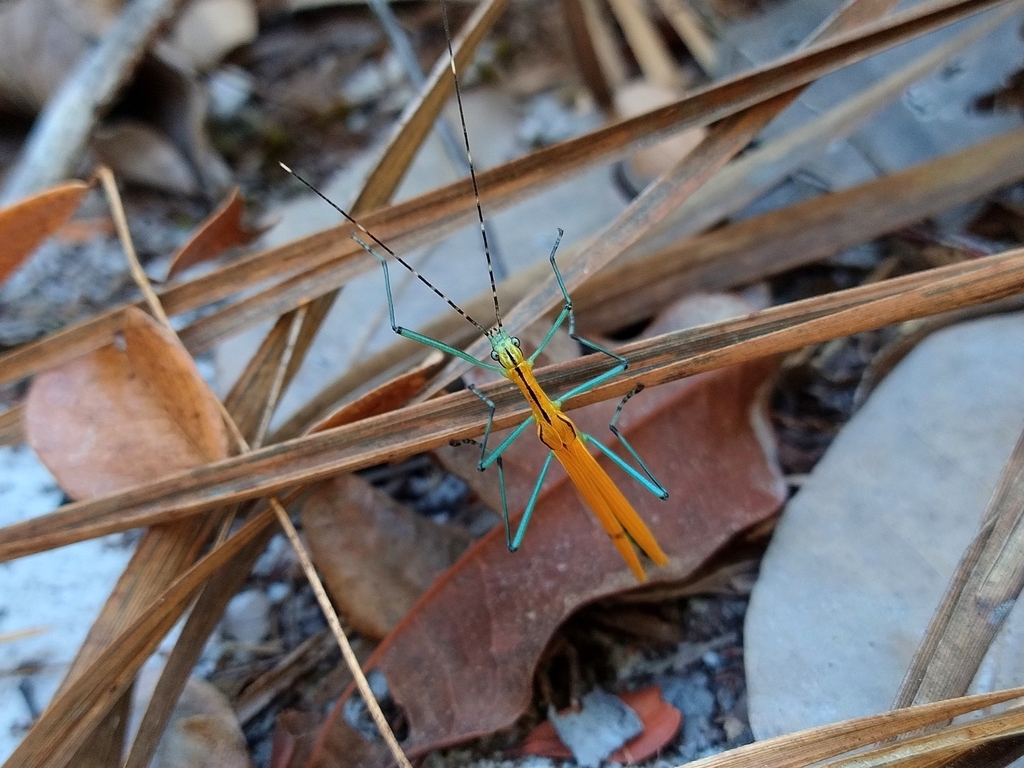 Tithonophasma tithonus