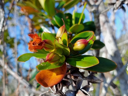 Bonnetia stricta (Bonnetia stricta)