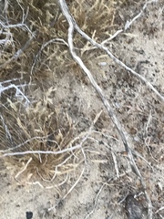 Dipodomys merriami