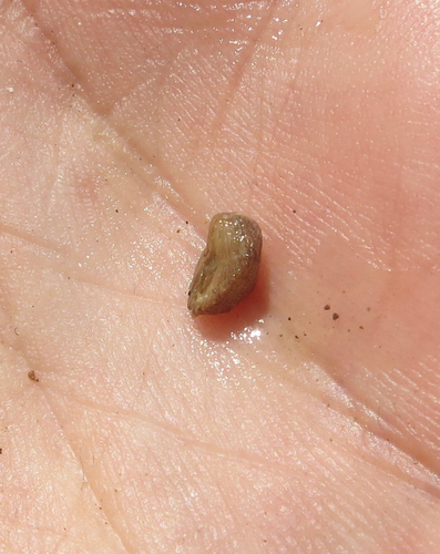 Milneria kelseyi, 2016-04-17
