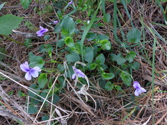 Viola adunca adunca