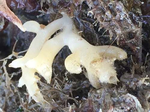 Calcarea