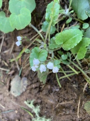 Veronica californica