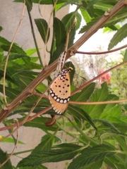 Acraea terpsicore