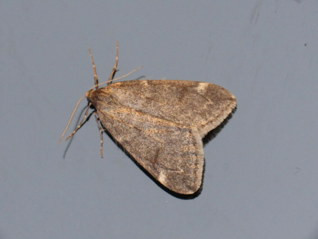 Fall Cankerworm Moth from Bellbrook, Greene County, OH, USA on December ...