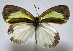 Eurema daira eugenia