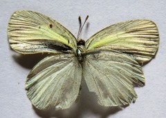 Eurema daira eugenia