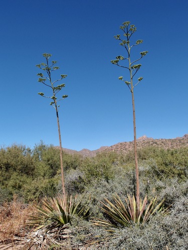 Agave angustifolia