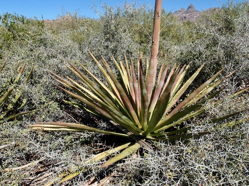 Agave angustifolia